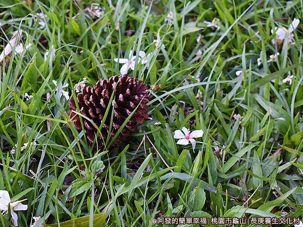 長庚養生文化村15-草皮上的松果與油桐落花.JPG