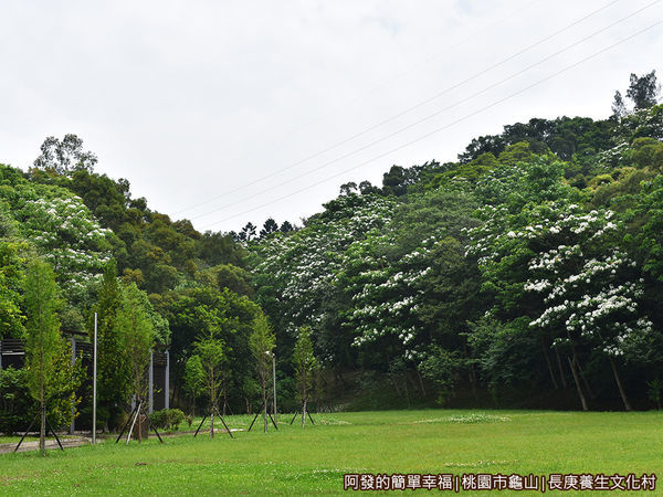 長庚養生文化村12-大草皮旁盛開的油桐花.JPG