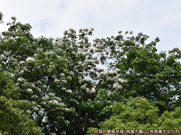 長庚養生文化村08-樹梢上盛開的油桐花.JPG