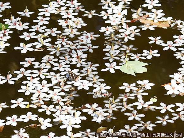 長庚養生文化村18-水池上的油桐落花.JPG