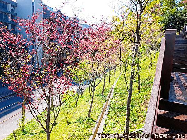 長庚養生文化村17-一旁盛開的櫻花.jpg