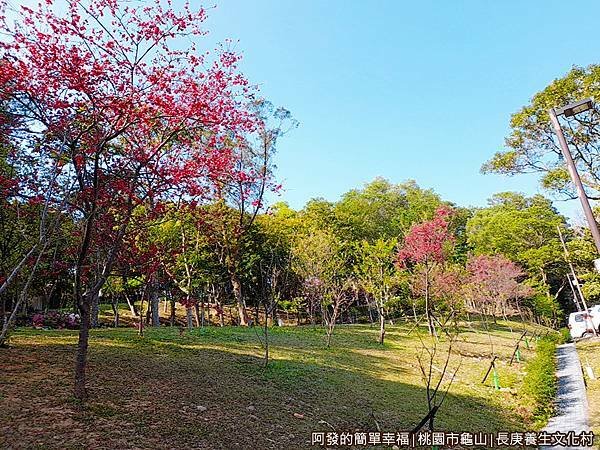長庚養生文化村04-第二停車場旁山坡的櫻花樹.jpg
