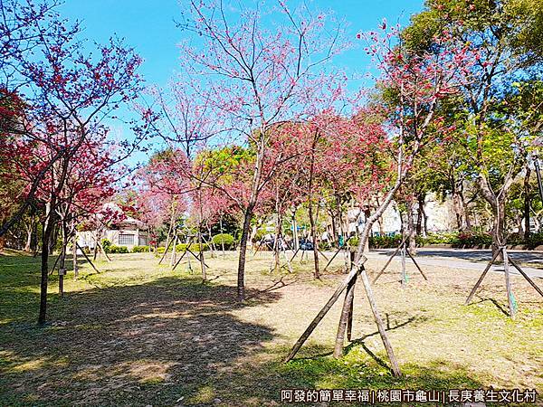 長庚養生文化村07-第二停車場旁的小型櫻花林.jpg