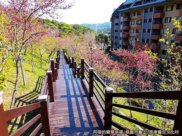 長庚養生文化村19-美麗的櫻花木棧步道.jpg