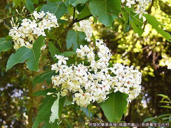 長庚養生文化村17-小水池旁的油桐花.JPG