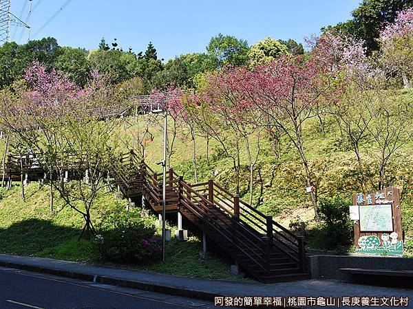 長庚養生文化村10-Z字型櫻花木棧道平台.JPG