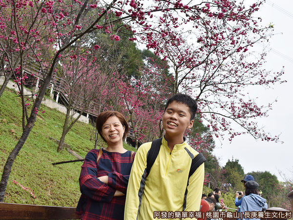 長庚養生文化村22-綻放的八重櫻樹前留影.JPG