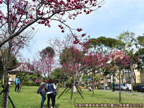 長庚養生文化村03-第二停車場旁小型櫻花林.JPG