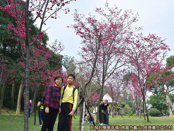 長庚養生文化村05-櫻花林留影.JPG