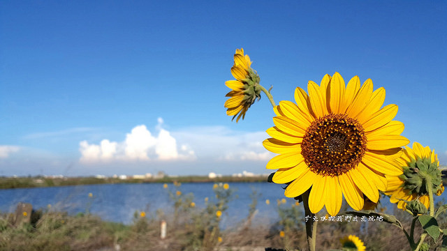 王功風力發電區_180526_0001