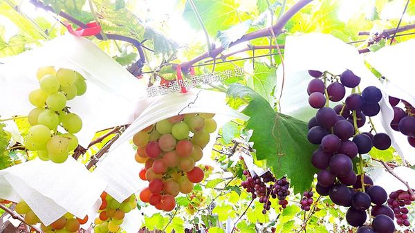 34934481_1817792191575326_3898173654277554176_n