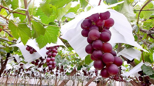 34962236_1817794794908399_8405064291748675584_n (1)