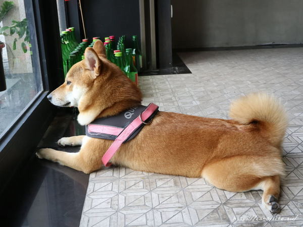 開路比韓式烤肉kailubi:台中美食│開路比韓式烤肉kailubi〃逢甲必吃美食再一發!超好吃的韓式烤肉,還有辣炒年糕也是必點之一~