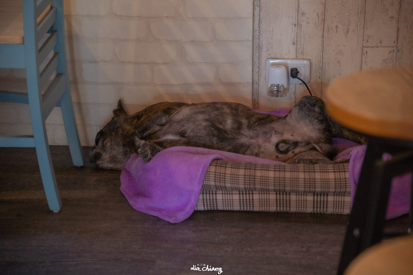 台中市西區下午茶咖啡廳推薦,Condor cafe康朵咖啡烘焙豆,咖啡廳推薦。