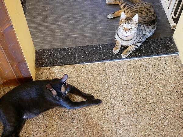 貓奴小姐:貓奴小姐-北投貓咪咖啡廳 店內滿滿貓咪元素 還有三隻可愛的店貓坐陪 待一整個下午都不成問題