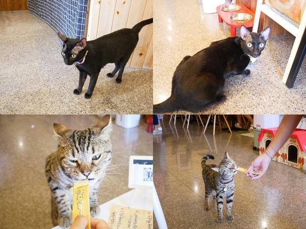 貓奴小姐:貓奴小姐-北投貓咪咖啡廳 店內滿滿貓咪元素 還有三隻可愛的店貓坐陪 待一整個下午都不成問題