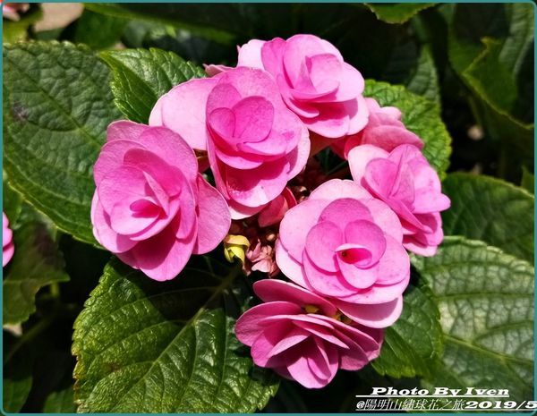 61821198_2521499507862172_6436543822074740736_o