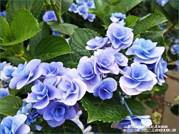 62154066_2521497971195659_3032756719299067904_o