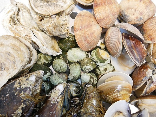 二月牌沙茶爐：二月牌沙茶爐臺南創始店-台灣近年掀起海鮮蒸籠爭霸戰  靜香首推台南海鮮塔  靠海食材最新鮮  搭配店家手作火鍋料大滿足