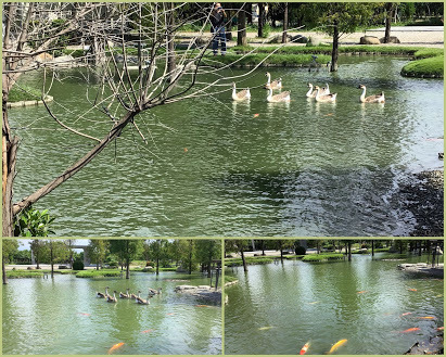雲林虎尾景點-沉香生態園區-有緣姊妹淘池畔戲鵝趣