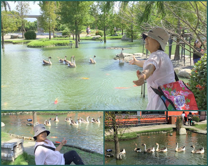 雲林虎尾景點-沉香生態園區-有緣姊妹淘池畔戲鵝趣