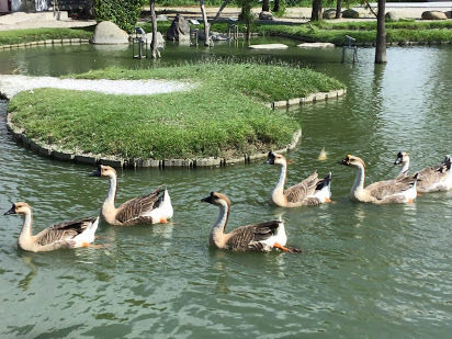 雲林虎尾景點-沉香生態園區-有緣姊妹淘池畔戲鵝趣