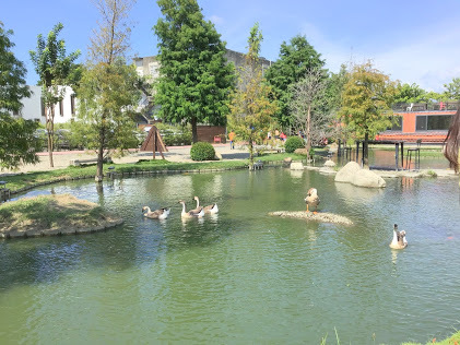 雲林虎尾景點-沉香生態園區-有緣姊妹淘池畔戲鵝趣