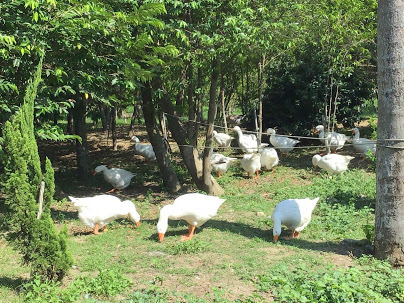 雲林虎尾景點-沉香生態園區-有緣姊妹淘池畔戲鵝趣