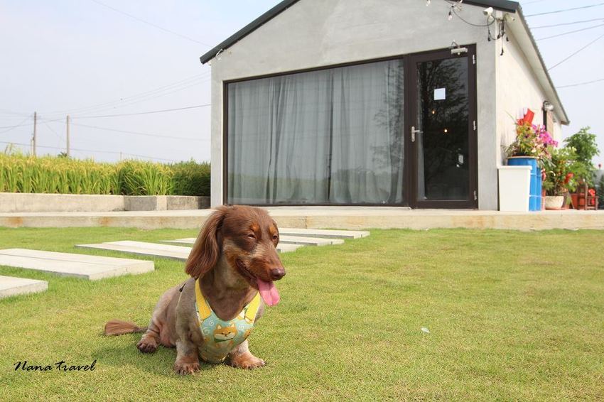 彰化田中》小田生活mmm。藏身稻田間的咖啡屋,ig打卡文青風,美式帳篷野餐趣,大片草原好療癒(寵物友善咖啡) - Nana愛旅行札記