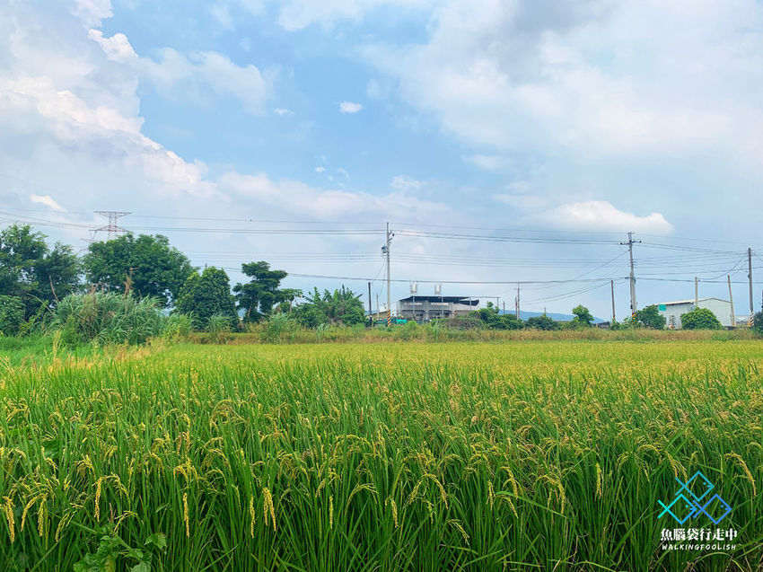 魚腦袋行走中_彰化景點_小田生活 (11).jpg