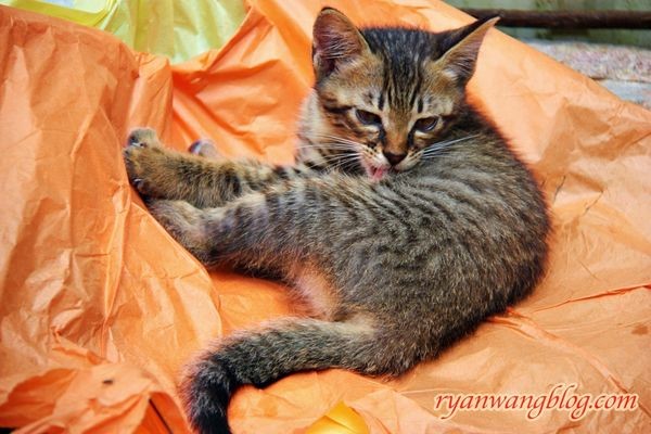 平溪一日遊-十分老街