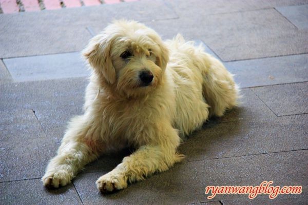 平溪一日遊-十分老街