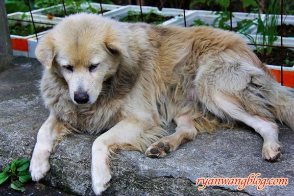 平溪一日遊-十分老街