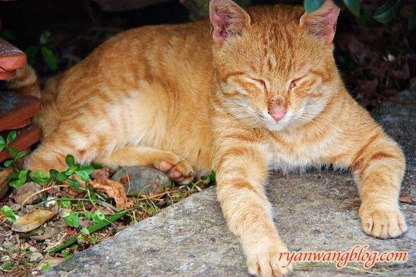 平溪一日遊-十分老街