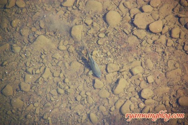 平溪一日遊-十分老街