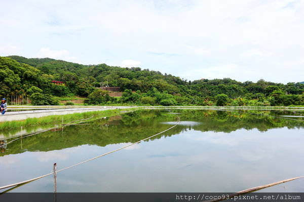 廖煌飛龍騰大閘蟹生態養殖場 (3).jpg