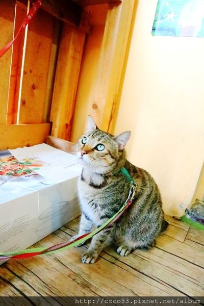 愛的幸福貓 (20).jpg