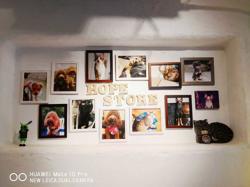 【食。台北】虎噗食多 • HOPE STORE〜師大路寵物友善餐廳。巷弄裡老房子美式餐廳,現做美味平價享受!