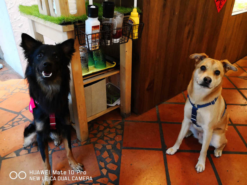 【食。台北】虎噗食多 • HOPE STORE〜師大路寵物友善餐廳。巷弄裡老房子美式餐廳,現做美味平價享受!