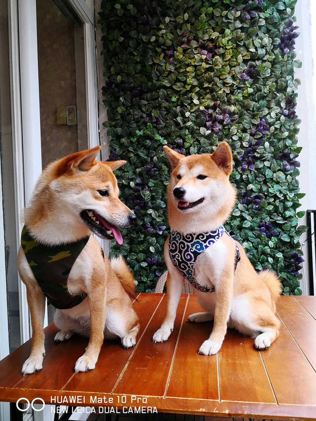 【食。台北】虎噗食多 • HOPE STORE〜師大路寵物友善餐廳。巷弄裡老房子美式餐廳,現做美味平價享受!