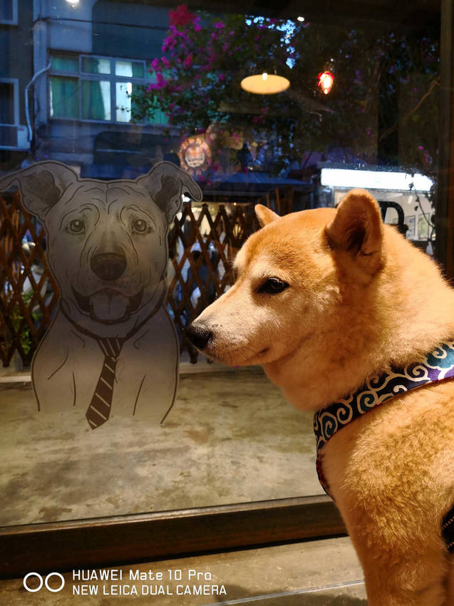 【食。台北】虎噗食多 • HOPE STORE〜師大路寵物友善餐廳。巷弄裡老房子美式餐廳,現做美味平價享受!