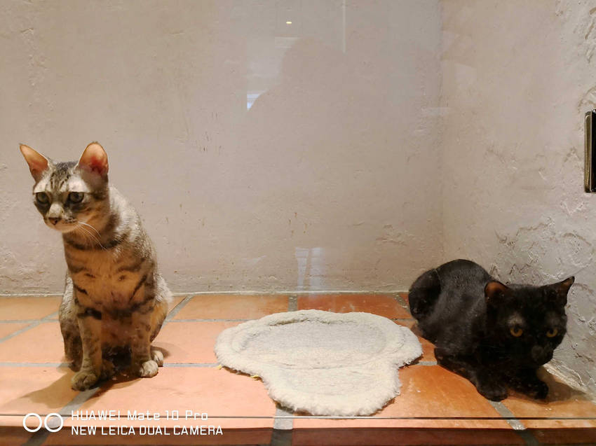 【食。台北】虎噗食多 • HOPE STORE〜師大路寵物友善餐廳。巷弄裡老房子美式餐廳,現做美味平價享受!