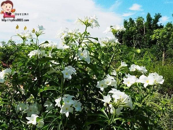 桃園中壢景點-台灣地景花園-免費入園超大場地，戲水池遊樂設施隨你玩，暑假放生小孩新去處 @民宿女王芽月-美食.旅遊.全台趴趴走