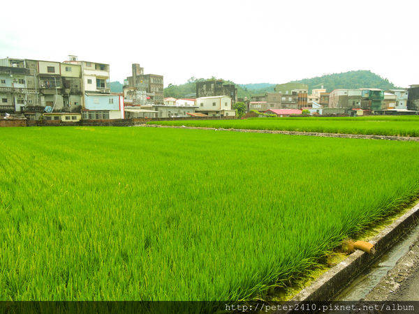 田園餐廳 (34).jpg