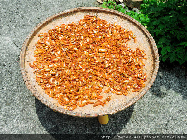 綠12公車 (36).jpg