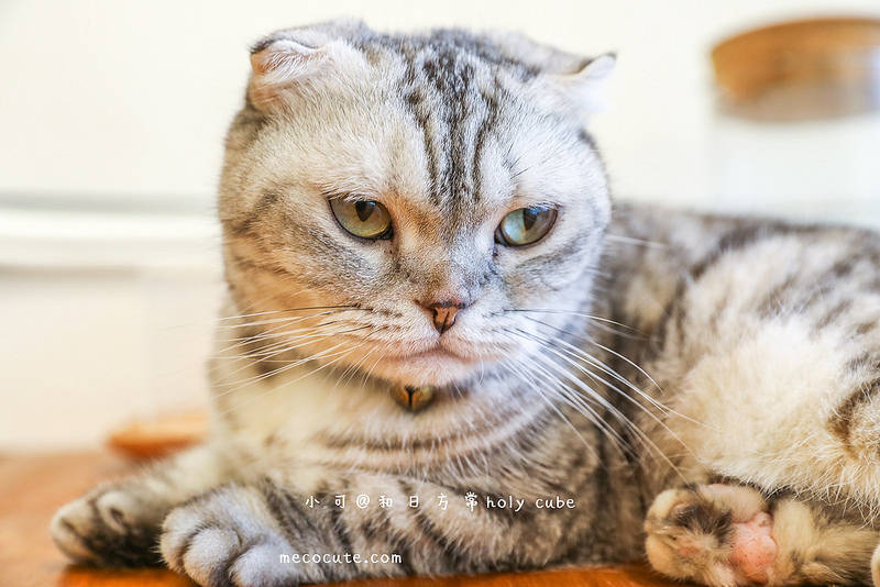 @陳小可的吃喝玩樂 @陳小可的吃喝玩樂