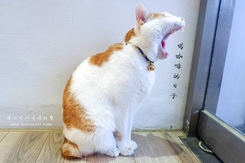 台北早午餐:和日方常holy cube~方形漢堡IG熱門打卡美食,有貓咪的早午餐店