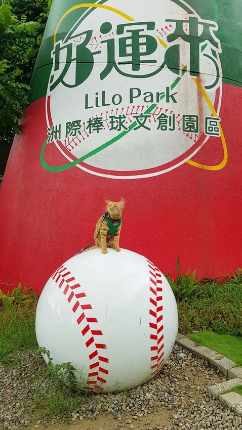 20180826_122210.jpg - 【台中】旅行貓日記免費親子景點。洲際棒球場散散步免費沙坑適合小小孩