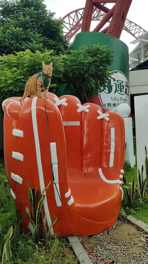 20180826_121937.jpg - 【台中】旅行貓日記免費親子景點。洲際棒球場散散步免費沙坑適合小小孩