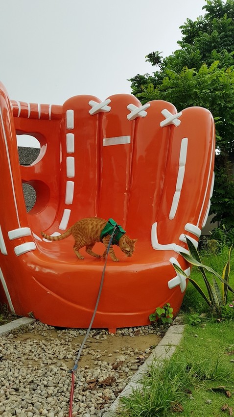 20180826_121830.jpg - 【台中】旅行貓日記免費親子景點。洲際棒球場散散步免費沙坑適合小小孩